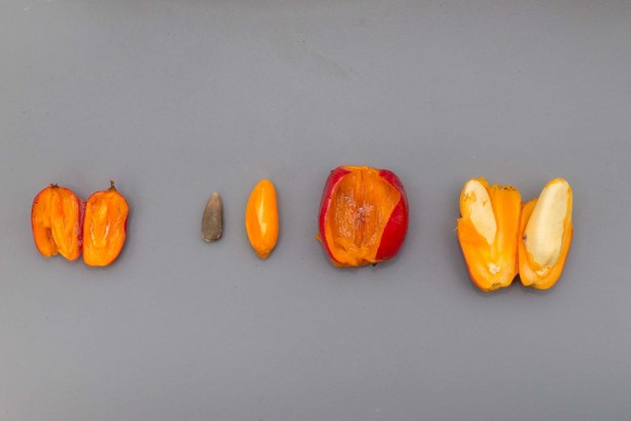 PHOTO: One fruit resulting from Spike’s pollen is on the left; two fruits from Stinky’s pollen is in the center and on the right. The fruit in the center has been opened and the two seeds removed. The large seed on the right, though still unripened, reveals what the final titan arum (Amorphophallus titanum) seed will look like.