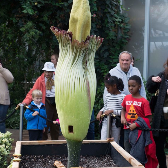 PHOTO: By the next morning, the spathe on Alice the Amorphophallus was tightly closed.