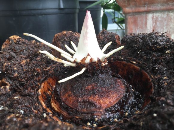 PHOTO: Alice the Amorphophallus gets ready to leaf out, almost exactly a year after blooming.