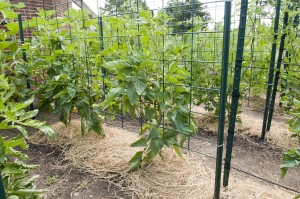 tomato cages009