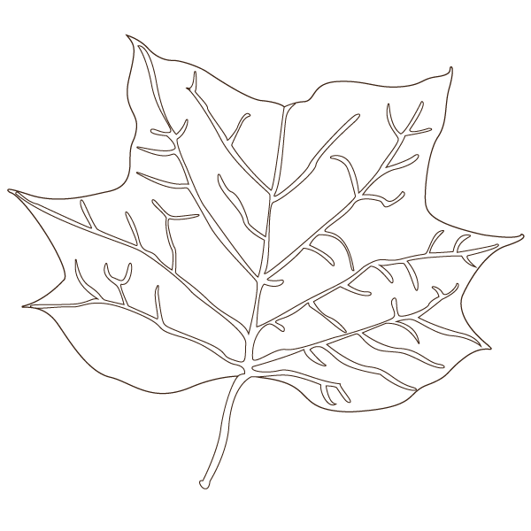 tulip tree leaf illustration