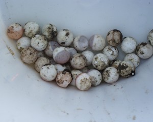 PHOTO: Snapping turtle eggs.