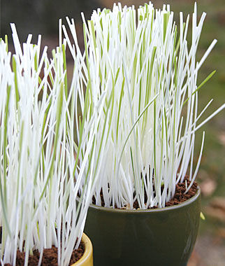 PHOTO: a potted plant of white grass leaves.