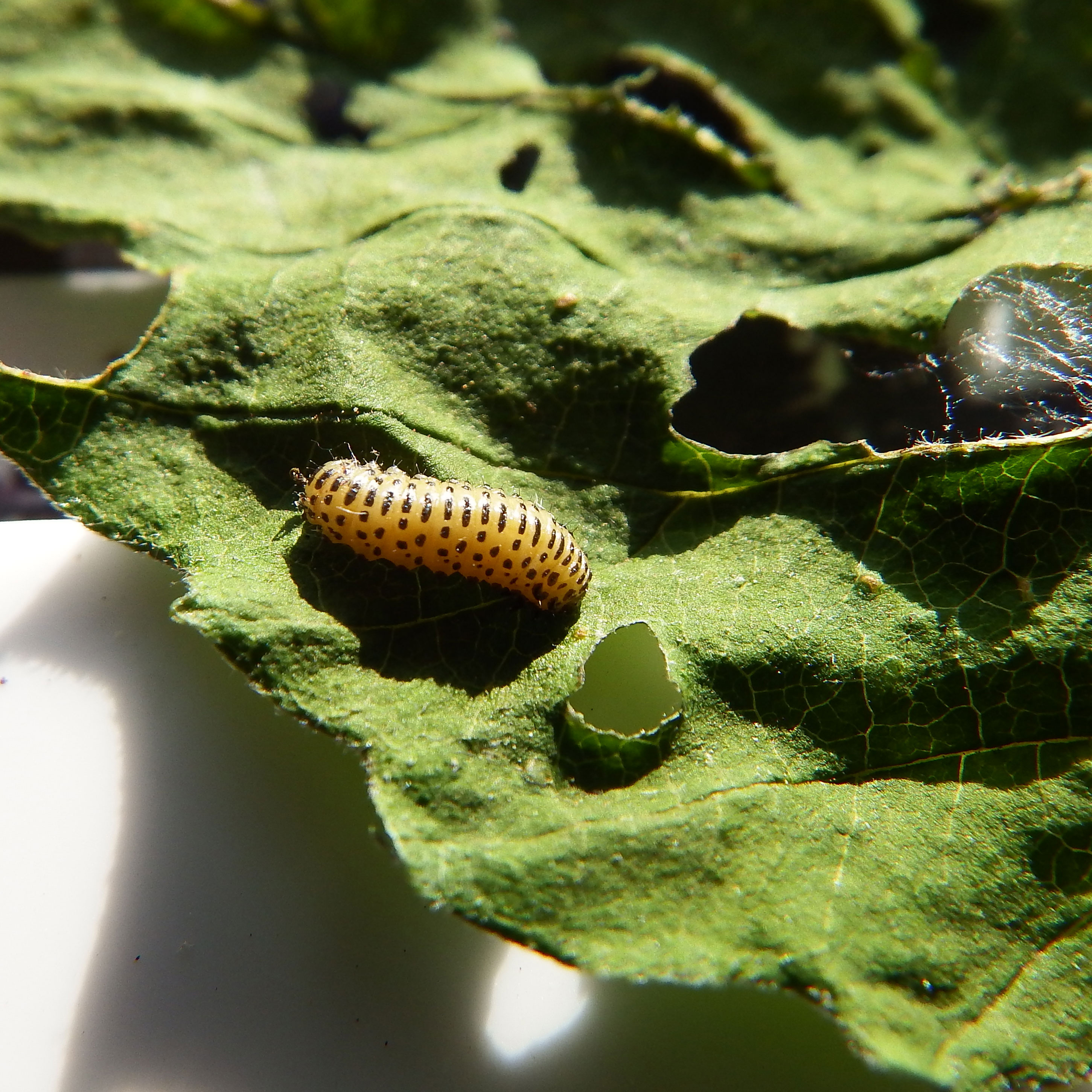 Pest Alert: Viburnum Leaf Beetle