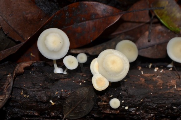 PHOTO: White mushrooms.