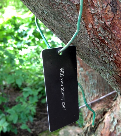 PHOTO: A tree tag labeled, "Will you marry me?"