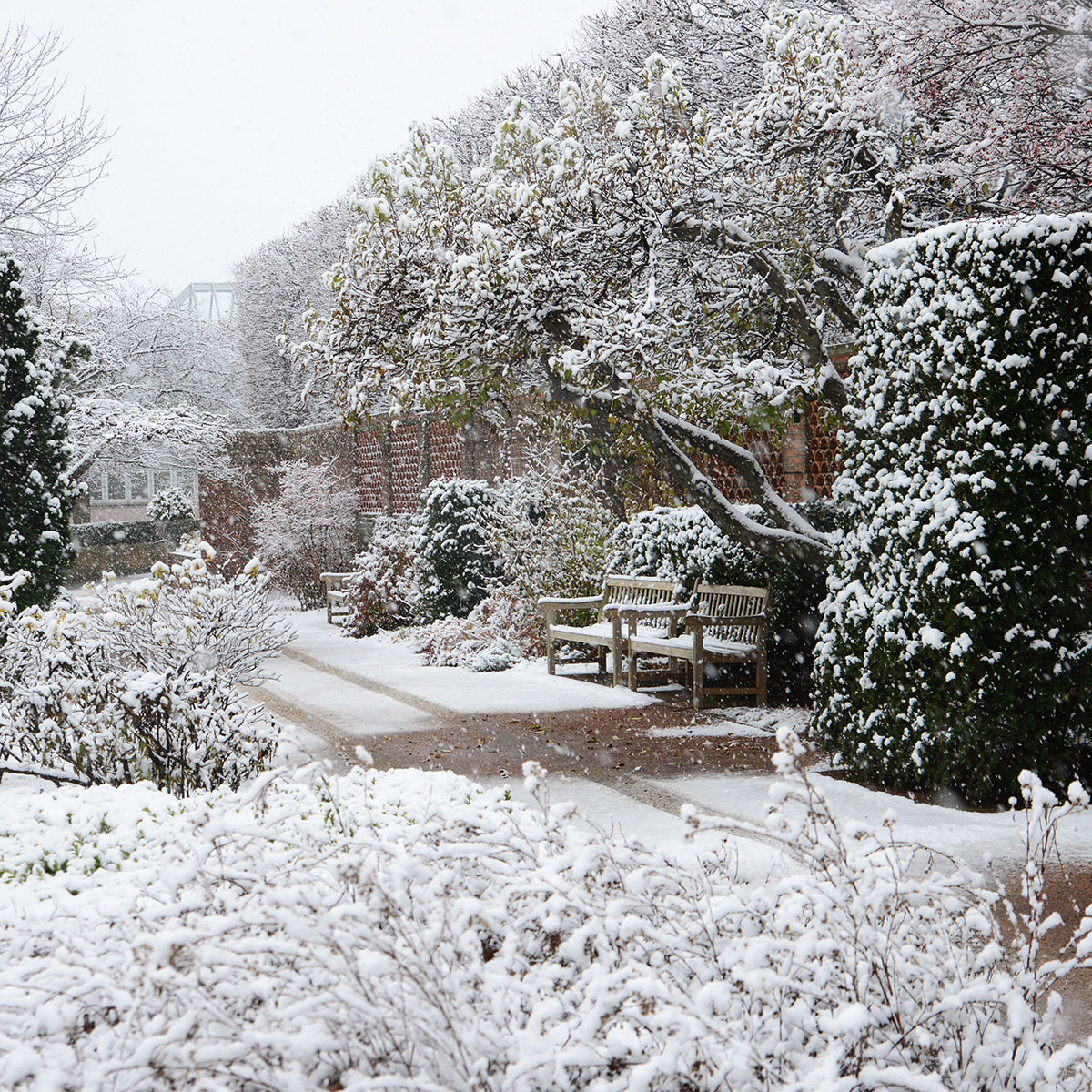 Gardening in Winter: Dos and Don’ts