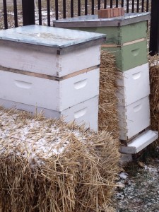 PHOTO: beehives in winter