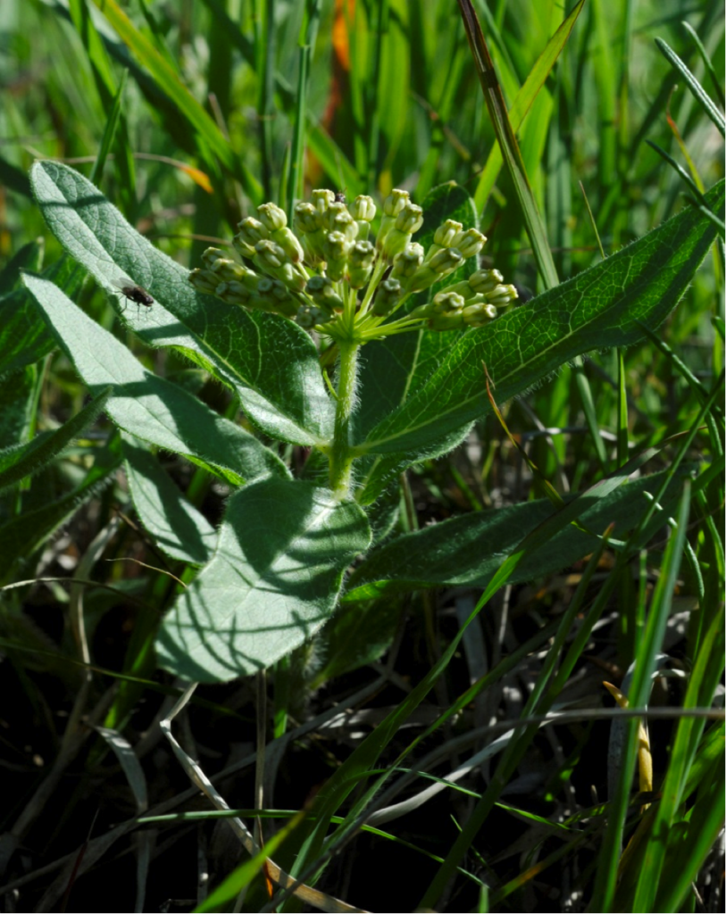PHOTO: Wooly milkweed