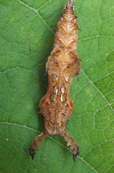 Zebra longwing chrysalis (Heliconius charithonia) top view, showing gold markings